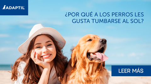 chica con un sombrero en la playa mirando a la cámara con un perro golden