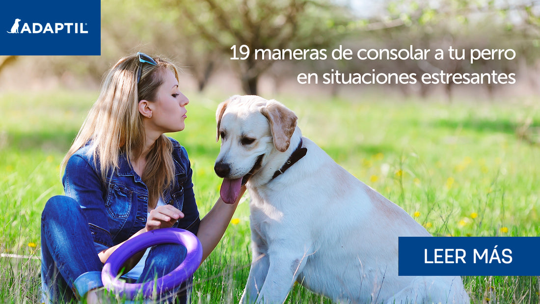 19 maneras de consolar a tu perro en situaciones estresantes