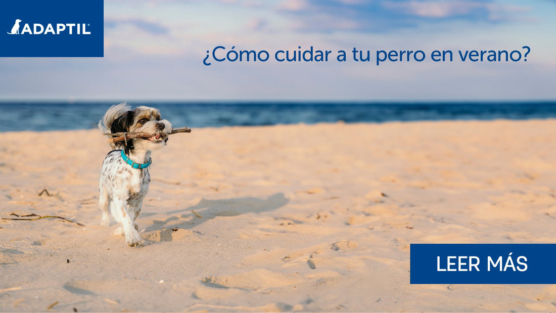 Cuidando de un perro ansioso en verano