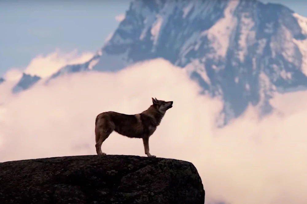 lobo en una piedra a contraluz y una montaña con nubes de fondo