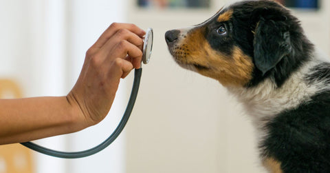 ¡Visitas al veterinario! Cómo ayudar a tu perro a que la experiencia sea más agradable
