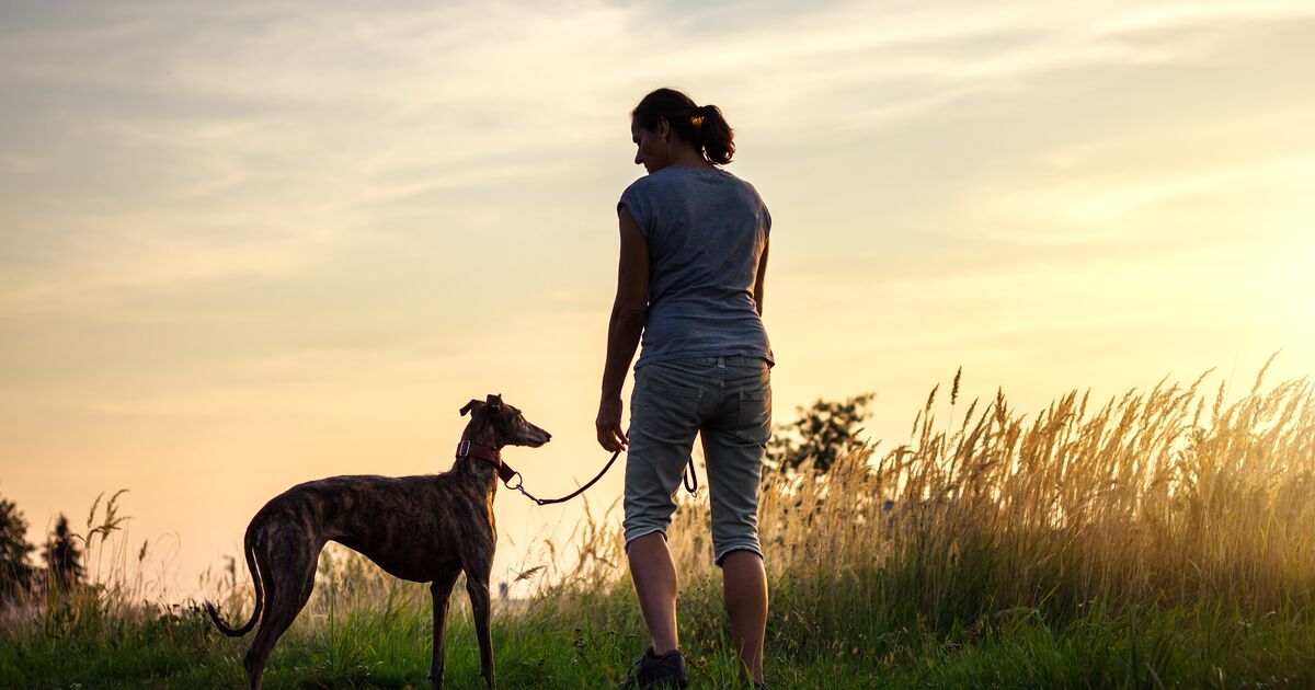 Persona paseando por un campo con un galgo al atardecer.