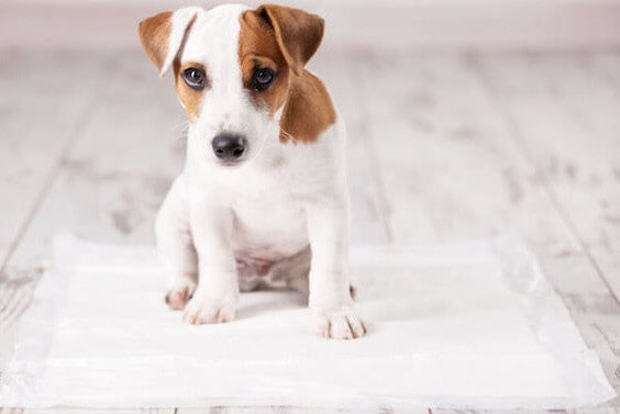 Enseñar normas de la casa a un cachorro