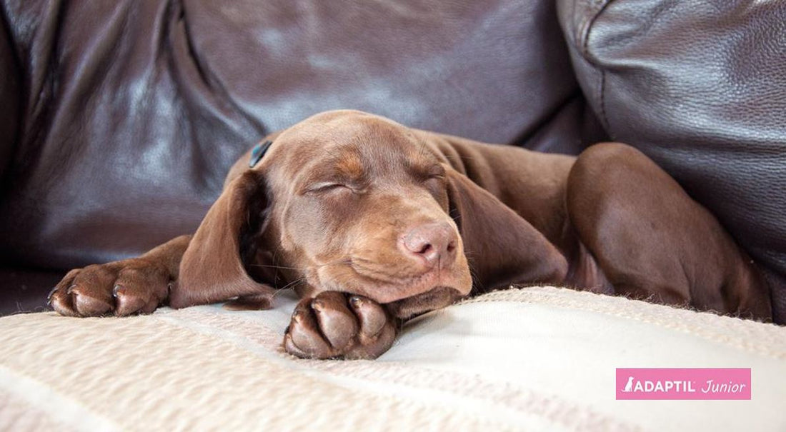 perro marron dormido en el sofá