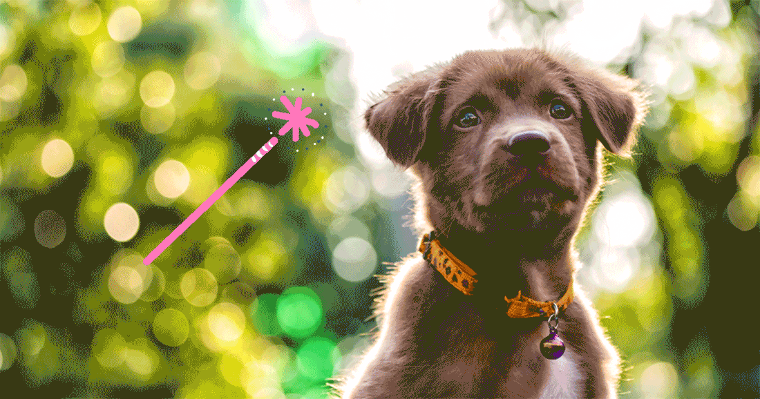 cachorro marrón con flores amarillas detrás