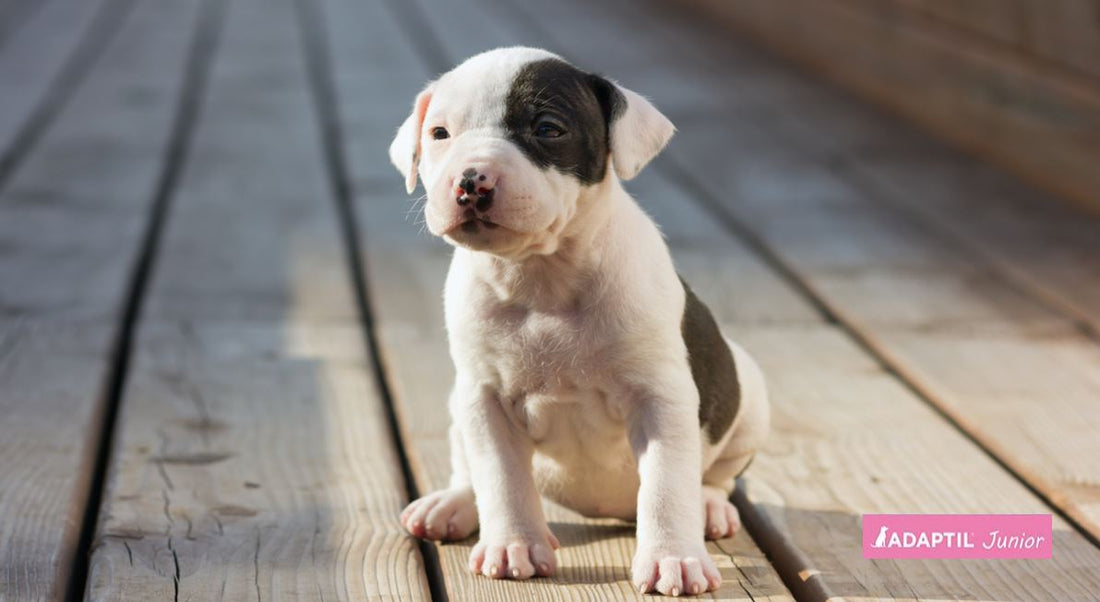 cachorro de pitbull blanco con una mancha negra en el ojo sentado