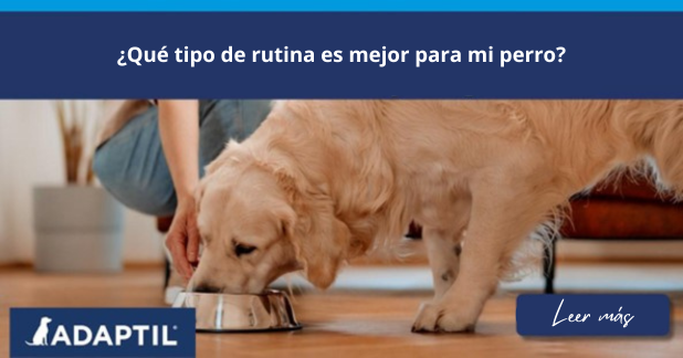 perro labrador comiendo