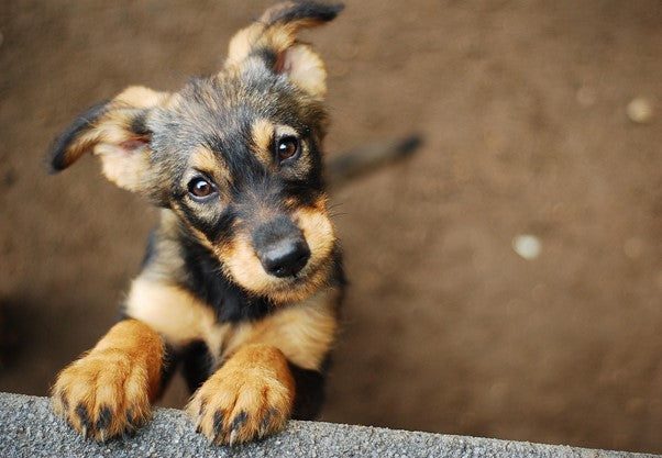 Cómo lograr que tu cachorro no ladre por la noche
