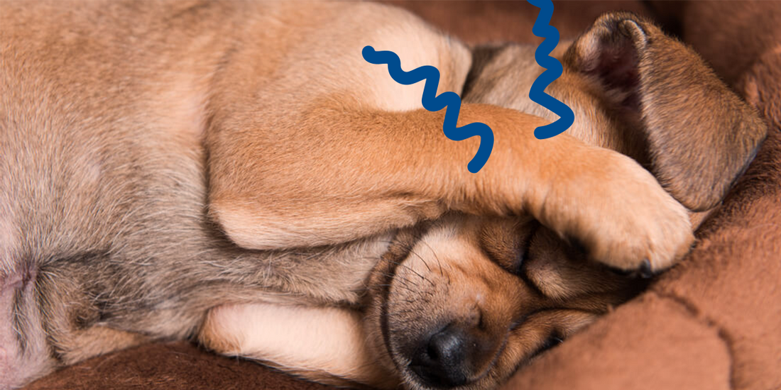 TEST: ¿Tu perro tiene miedo a los ruidos?