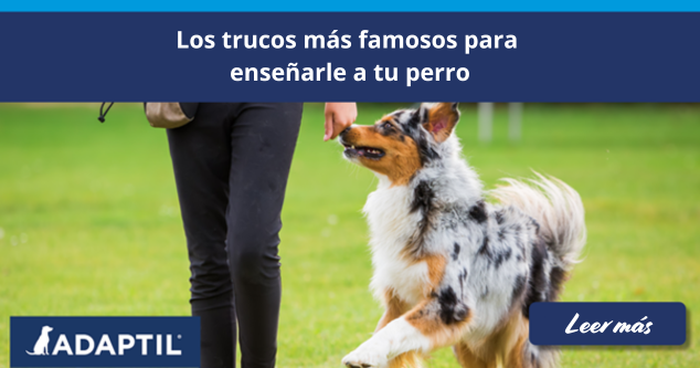 Trucos para perros