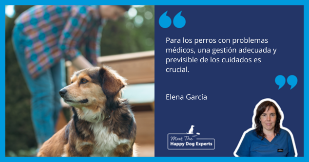 Perro adulto con su tutor detrás