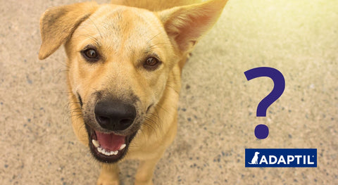 Preguntas y respuestas de expertos: Residencias caninas o cuidadores