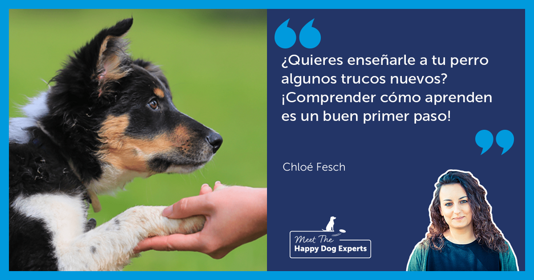 Comprender cómo aprenden los perros