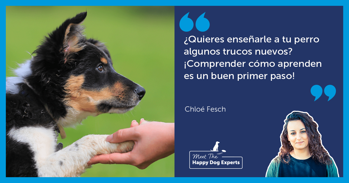 Comprender cómo aprenden los perros | Happy Dog Expert