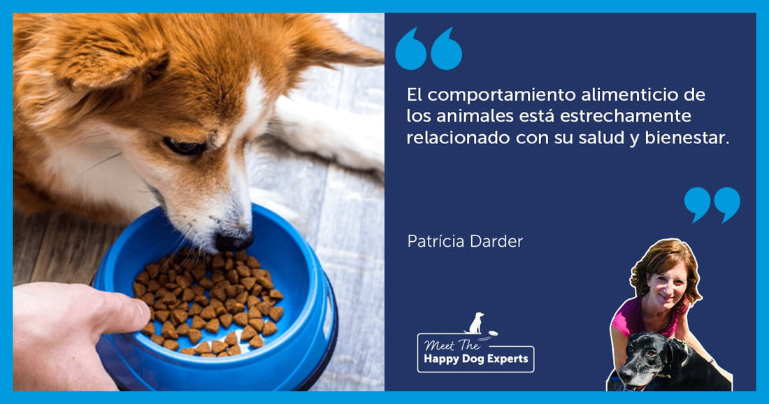 Comportamiento alimenticio en perros | Happy Dog Expert