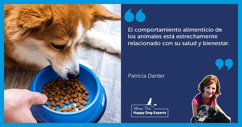 Comportamiento alimenticio en perros | Happy Dog Expert
