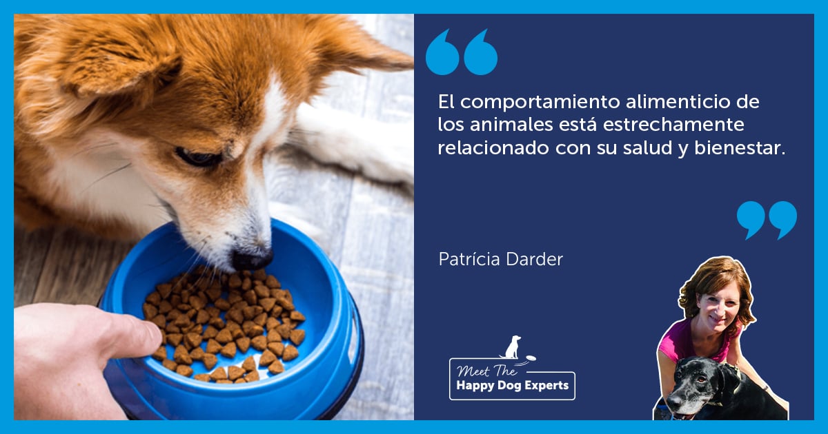 Comportamiento alimenticio en perros | Happy Dog Expert