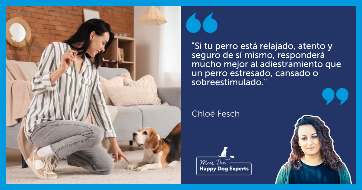 Creando el ambiente para un entrenamiento canino relajado: ¡Una experta en Happy Dog lo explica!