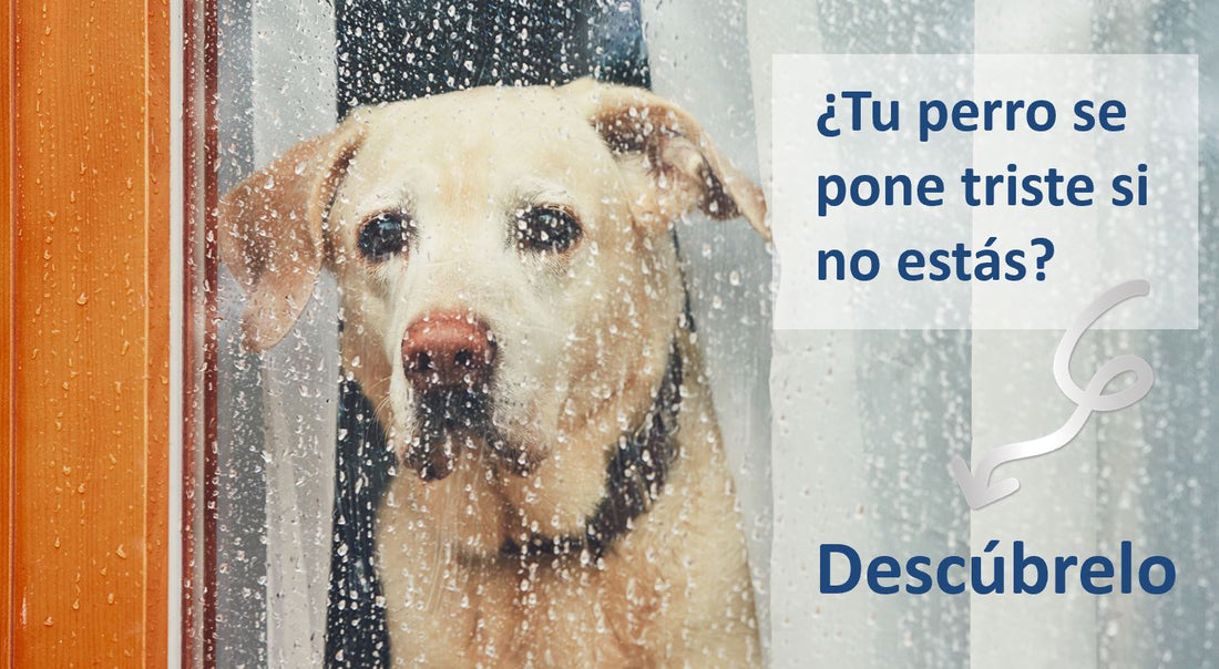 ¿Cuánto se estresa tu perro al quedarse solo en casa?