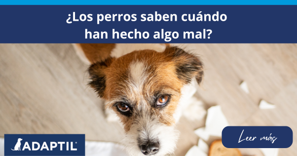  Perro terrier con expresión de culpa de pie junto a un plato roto y un sándwich abierto.