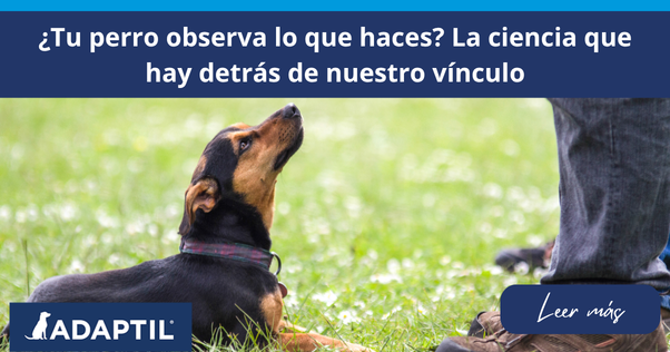 Perro pequeño tumbado en la hierba mirando hacia su humano.