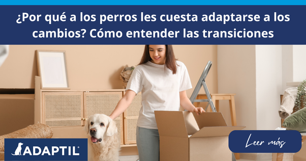  Mujer joven acariciando a un Labrador mientras está rodeada de cajas de cartón durante una mudanza.