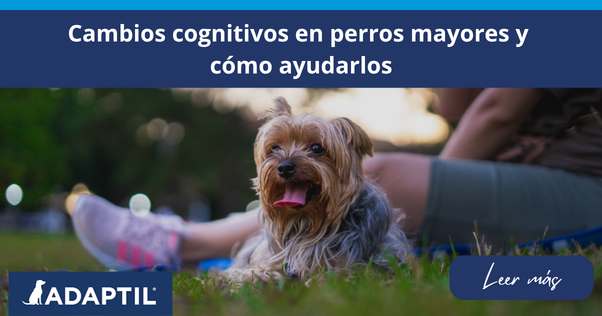 Perro mayor sentado en un parque sobre una manta junto a una persona.