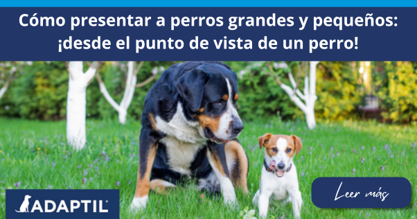 Cómo presentar a perros grandes y pequeños: ¡desde el punto de vista de un perro!