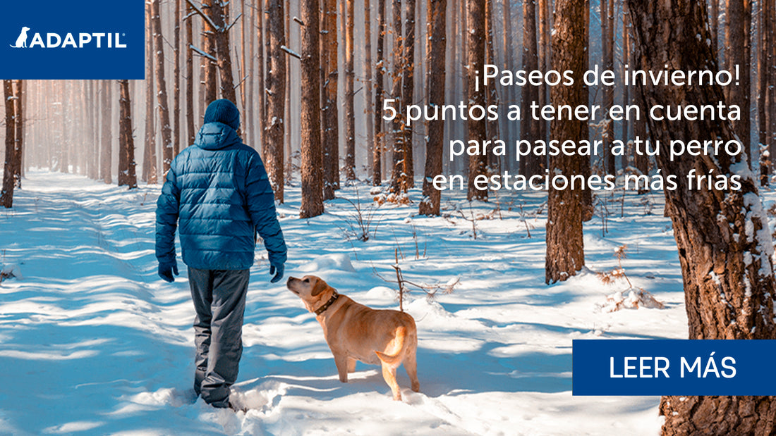 perro paseando con su tutor por un bosque nevado