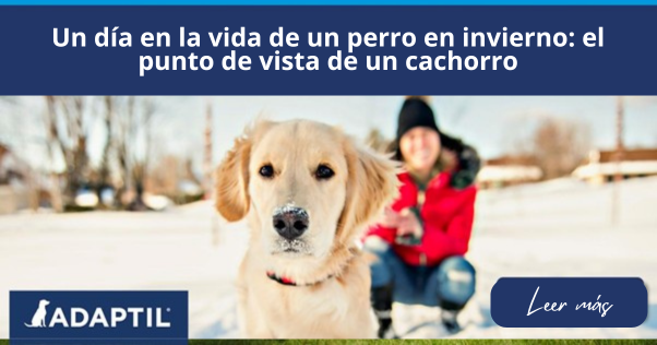 Un día en la vida de un perro en invierno: el punto de vista de un cachorro