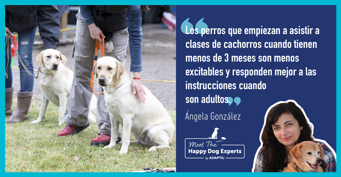 ¿Valen la pena las clases de adiestramiento de cachorros?