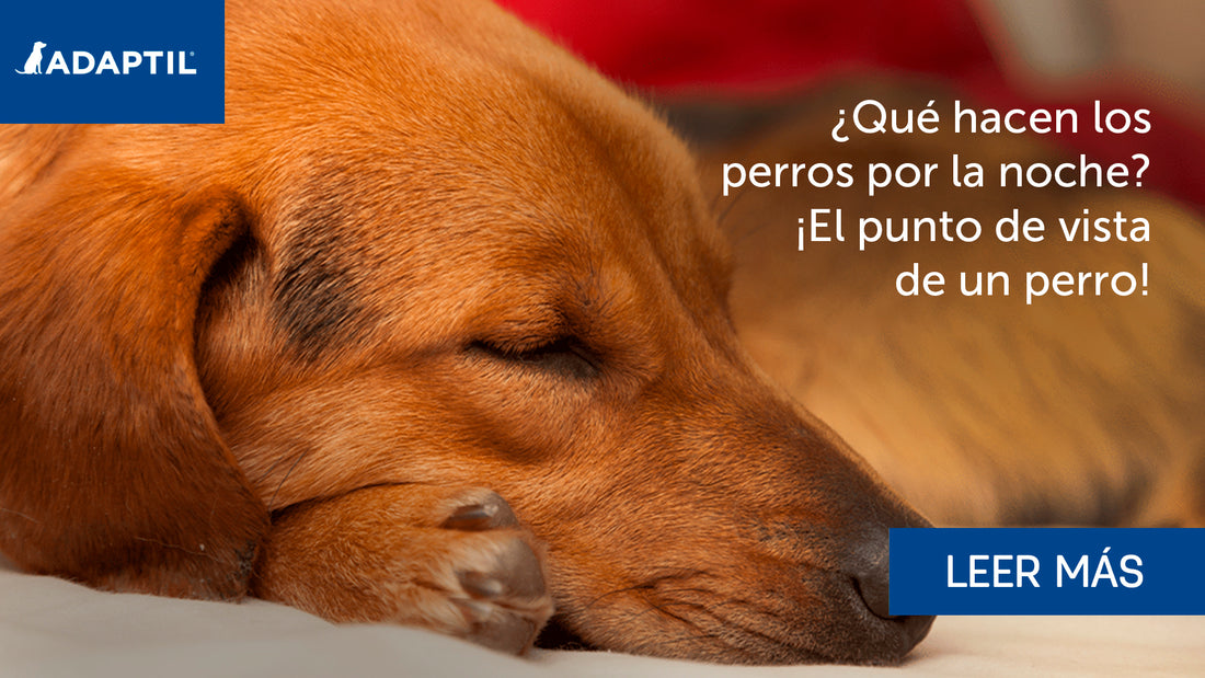 ¿Qué hacen los perros por la noche? ¡El punto de vista de un perro!