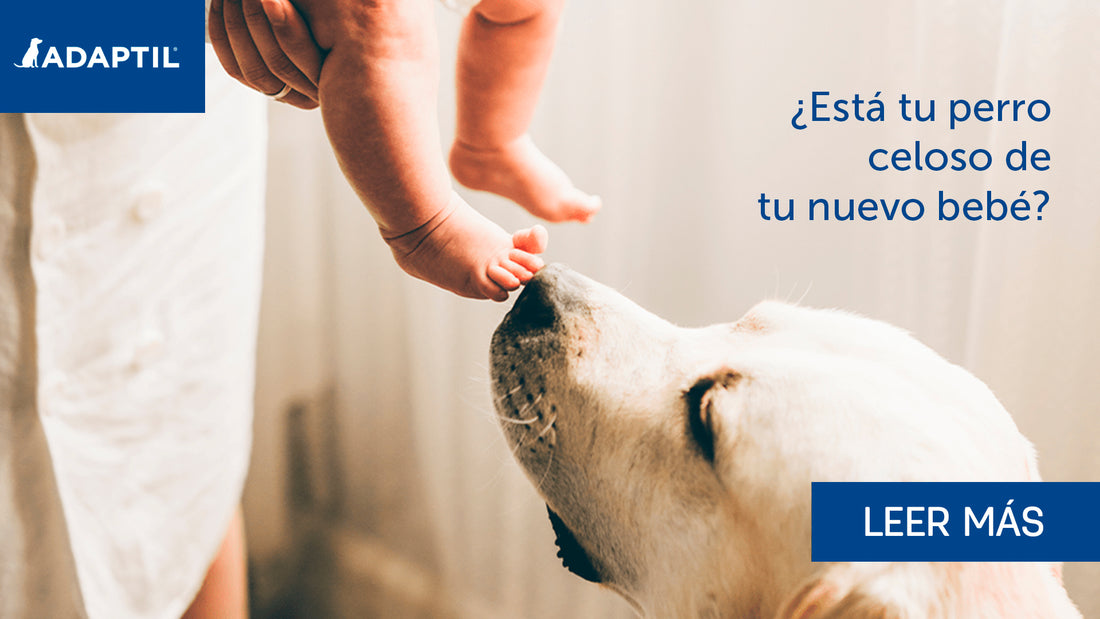 ¿Tiene mi perro celos de mi bebé?