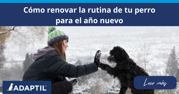 Cómo renovar la rutina de tu perro para el año nuevo