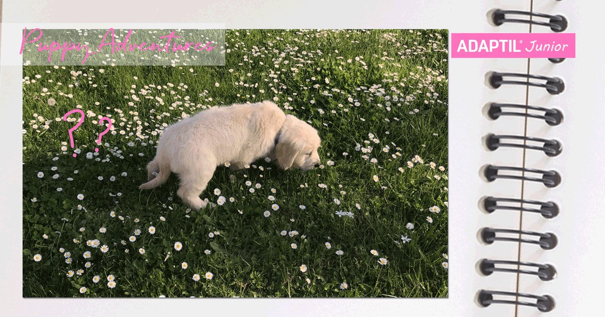 cachorro de golden en el cesped.