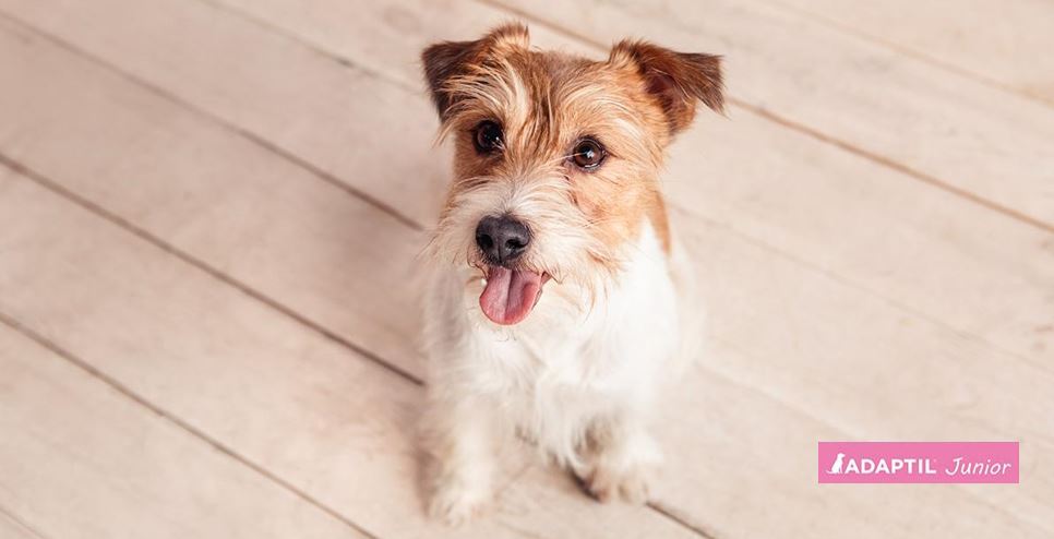 Síntomas de ansiedad por separación en cachorros– Cómo ayudarle