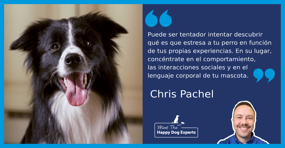 border collie blanco y negro