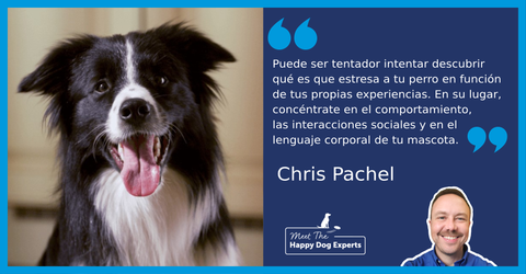 border collie blanco y negro