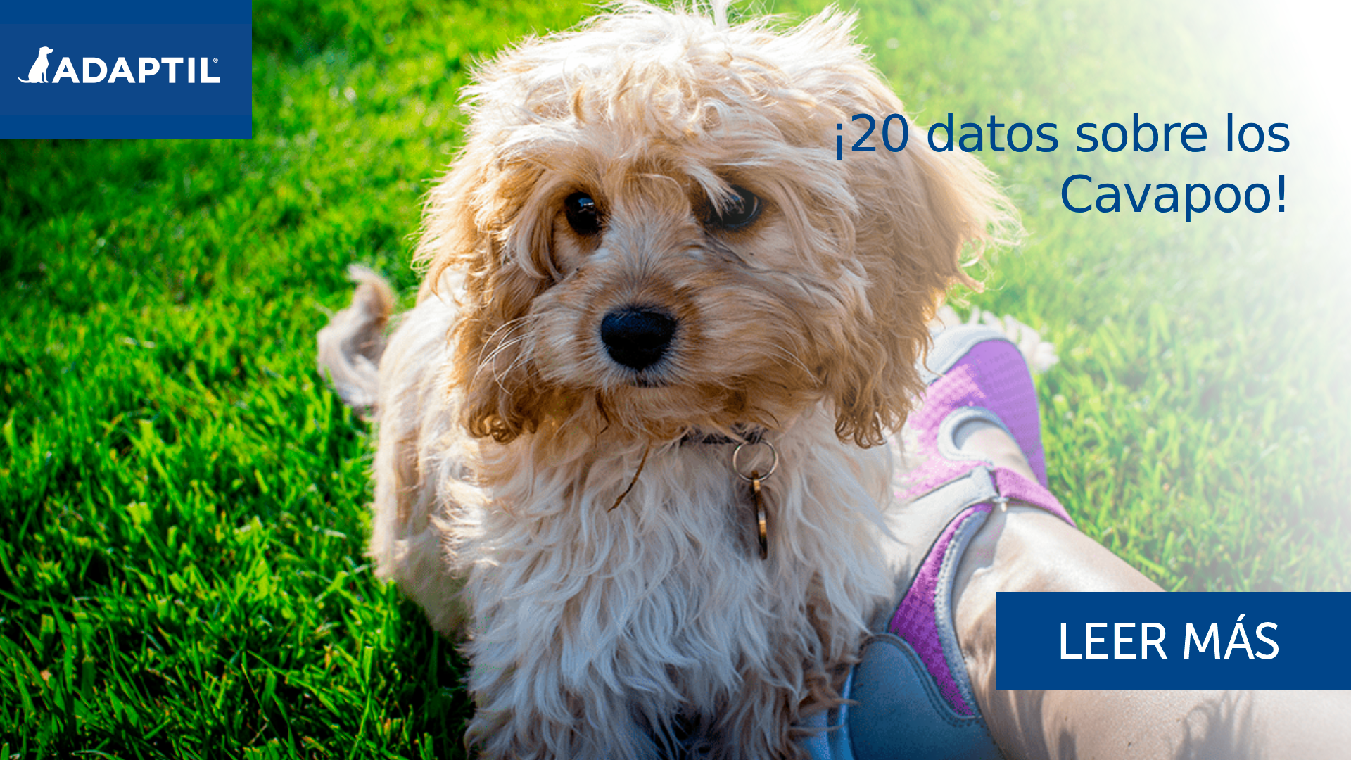 ¡20 datos sobre los perros Cavapoo!