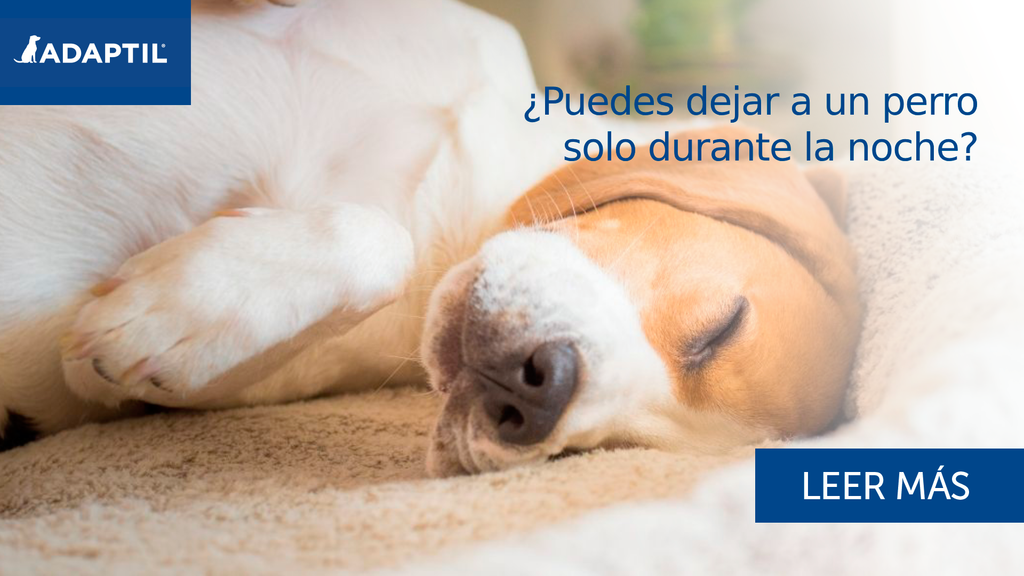 puedo dejar a mi perro solo durante 12 horas