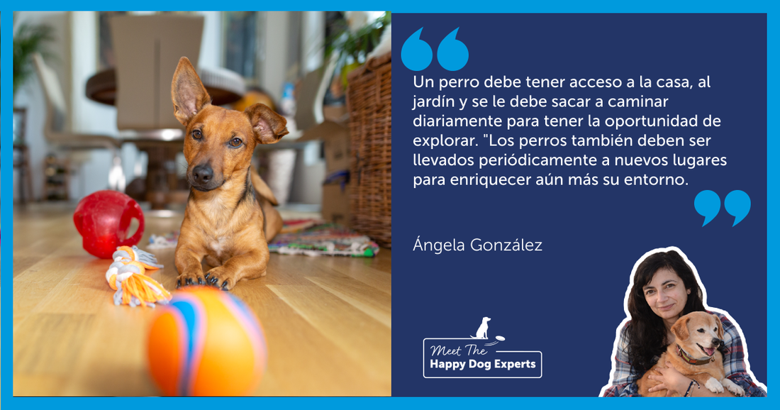 Enriqueciendo el entorno de tu perro: ¡lo explica un experto en perros felices!