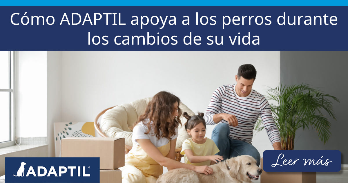 Cómo ADAPTIL apoya a los perros durante los cambios de su vida