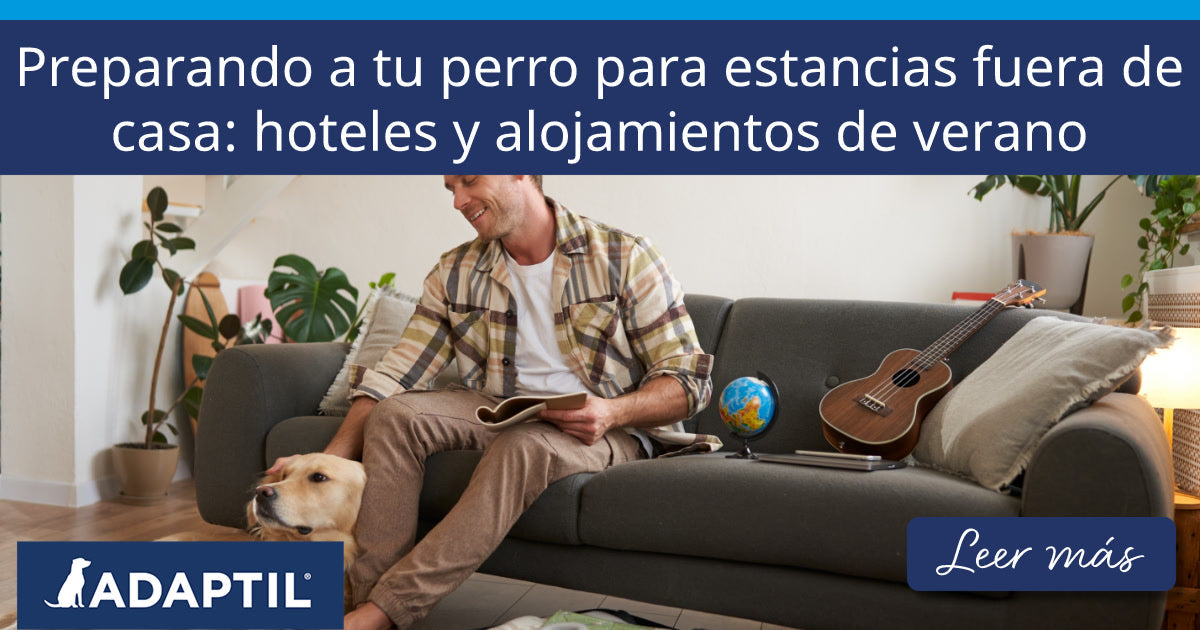 Preparando a tu perro para estancias fuera de casa: hoteles y alojamientos de verano