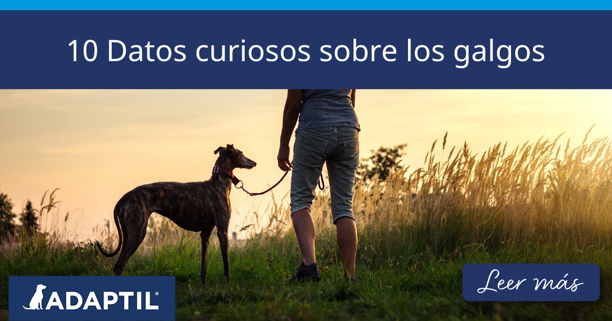 10 Datos curiosos sobre los galgos