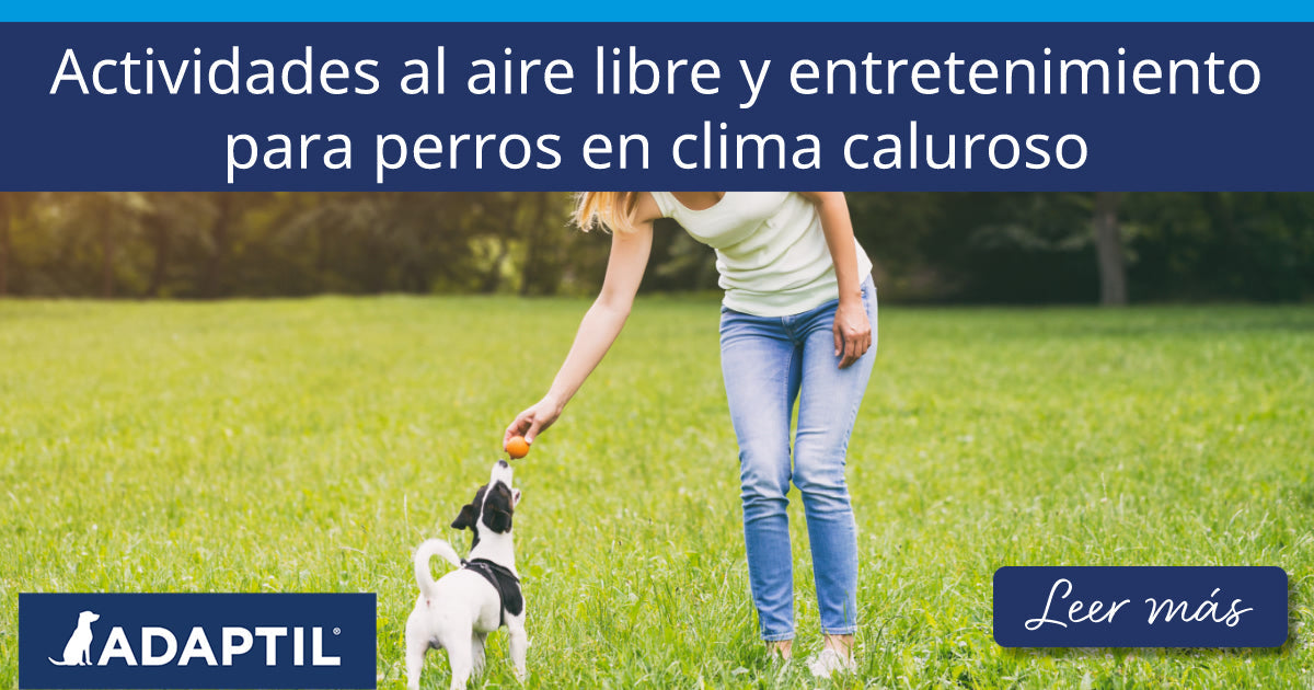 Actividades al aire libre y entretenimiento para perros en clima caluroso