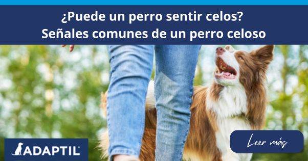 Border Collie caminando junto a una mujer.
