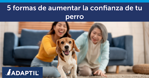 5 formas de aumentar la confianza de tu perro