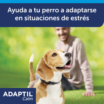 perro beagle con persona borrosa detrás