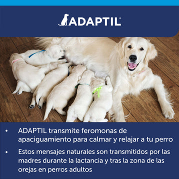 madre golden con cachorros mamando