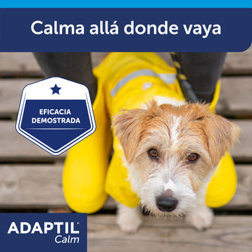 perro con chubasquero amarillo a los pies de una persona con botas amarillas